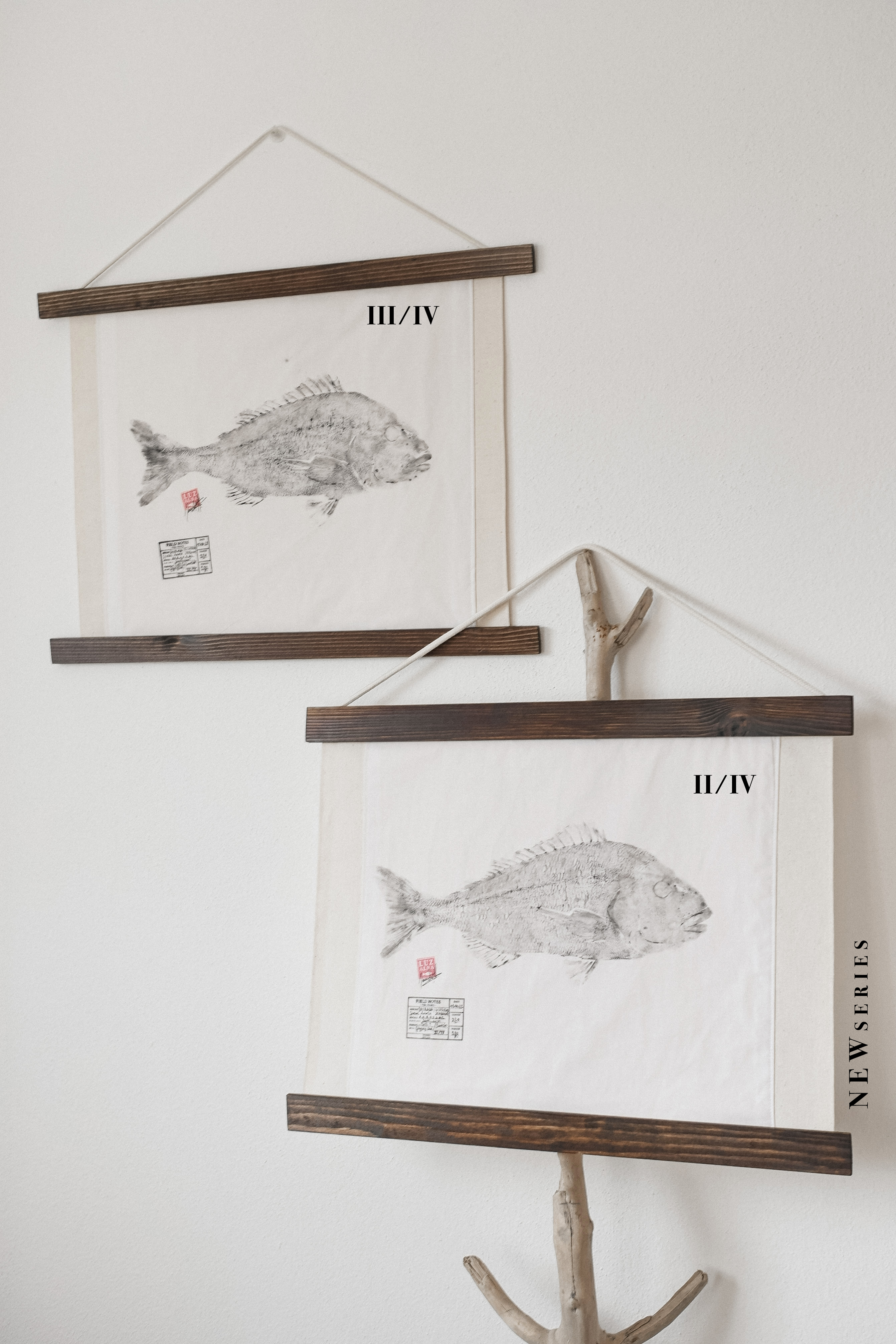 Dourada | G. Seabream