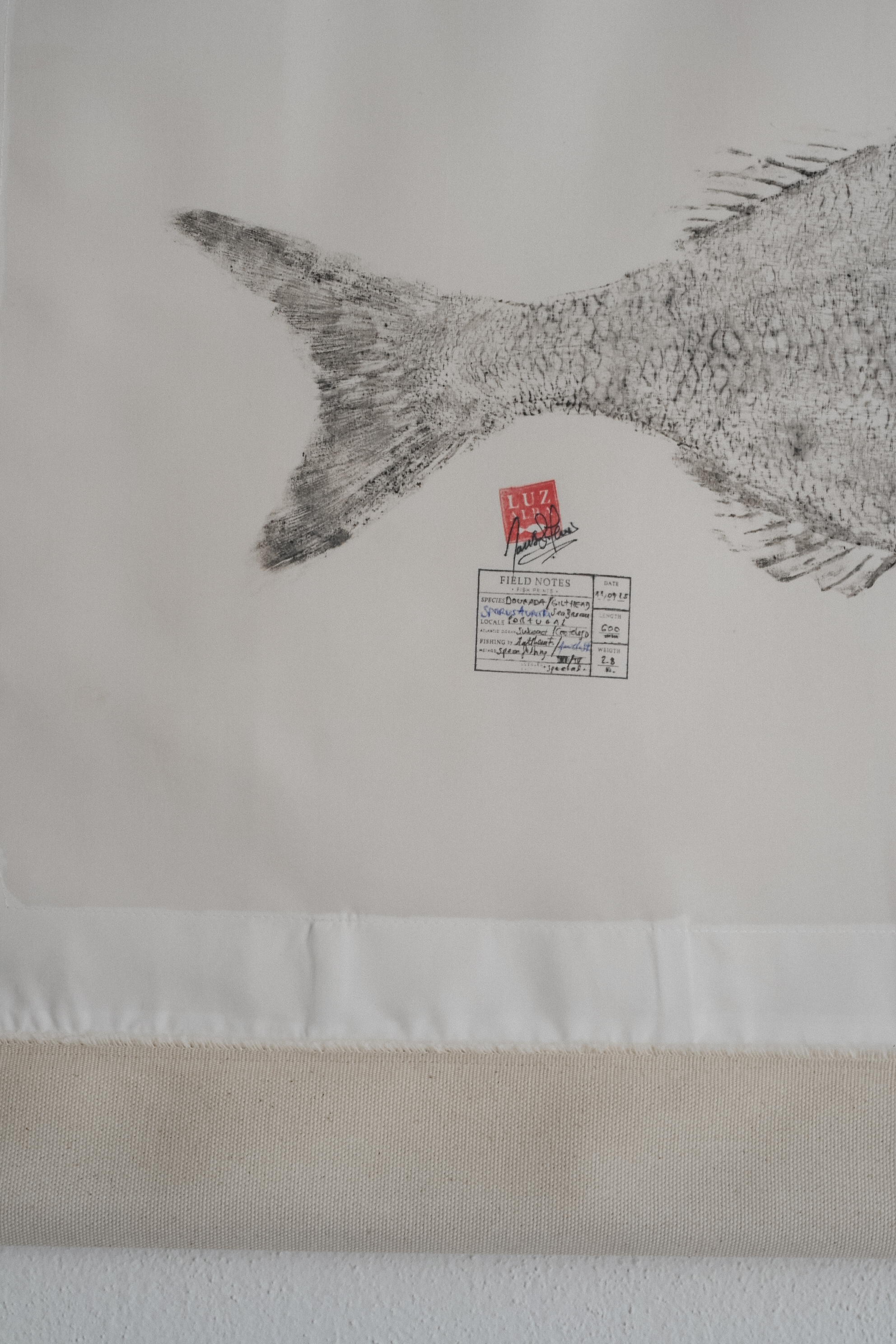 Dourada *L.| G. Seabream