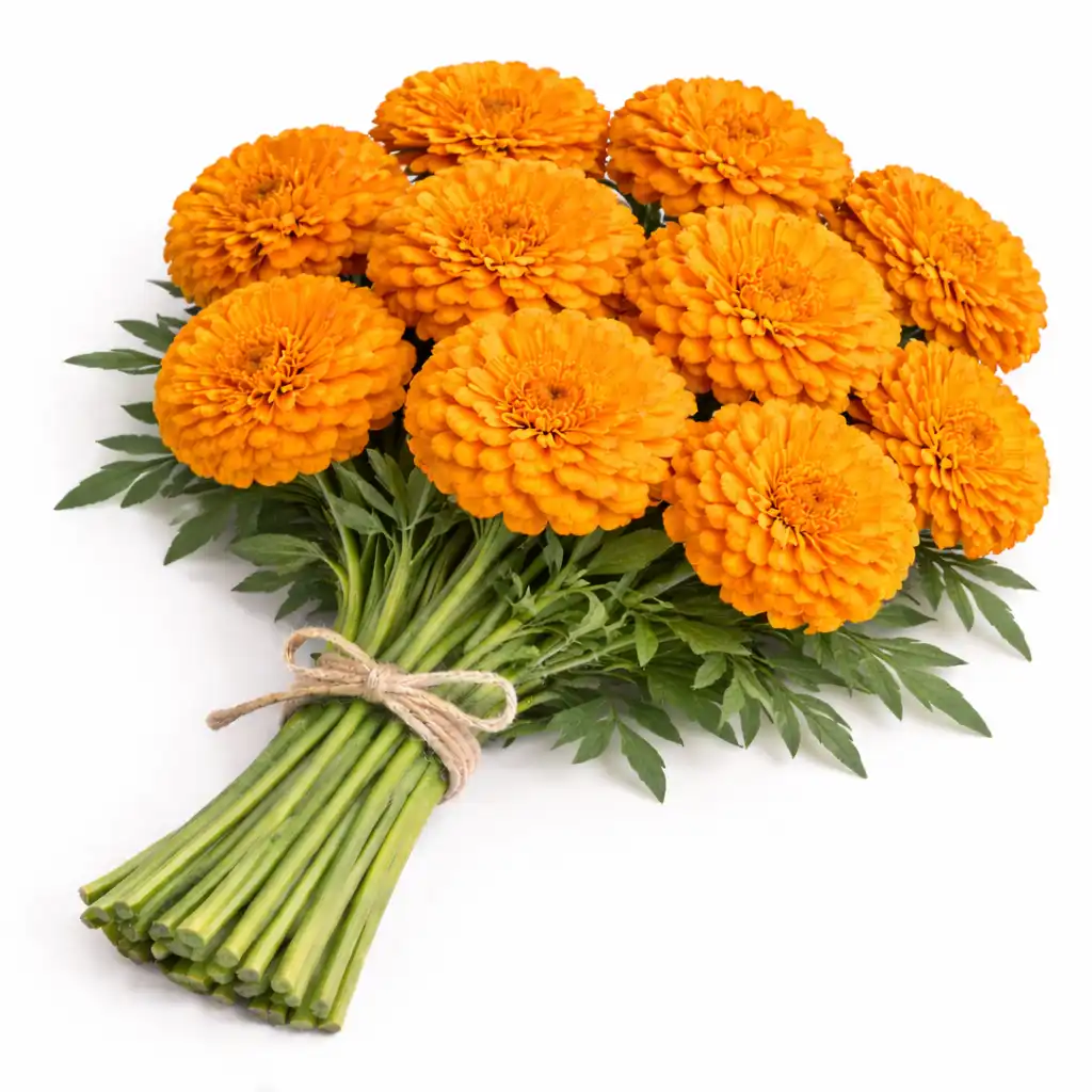 Orange Marigold - அடுக்கு செம்மஞ்சள் செவ்வந்தி