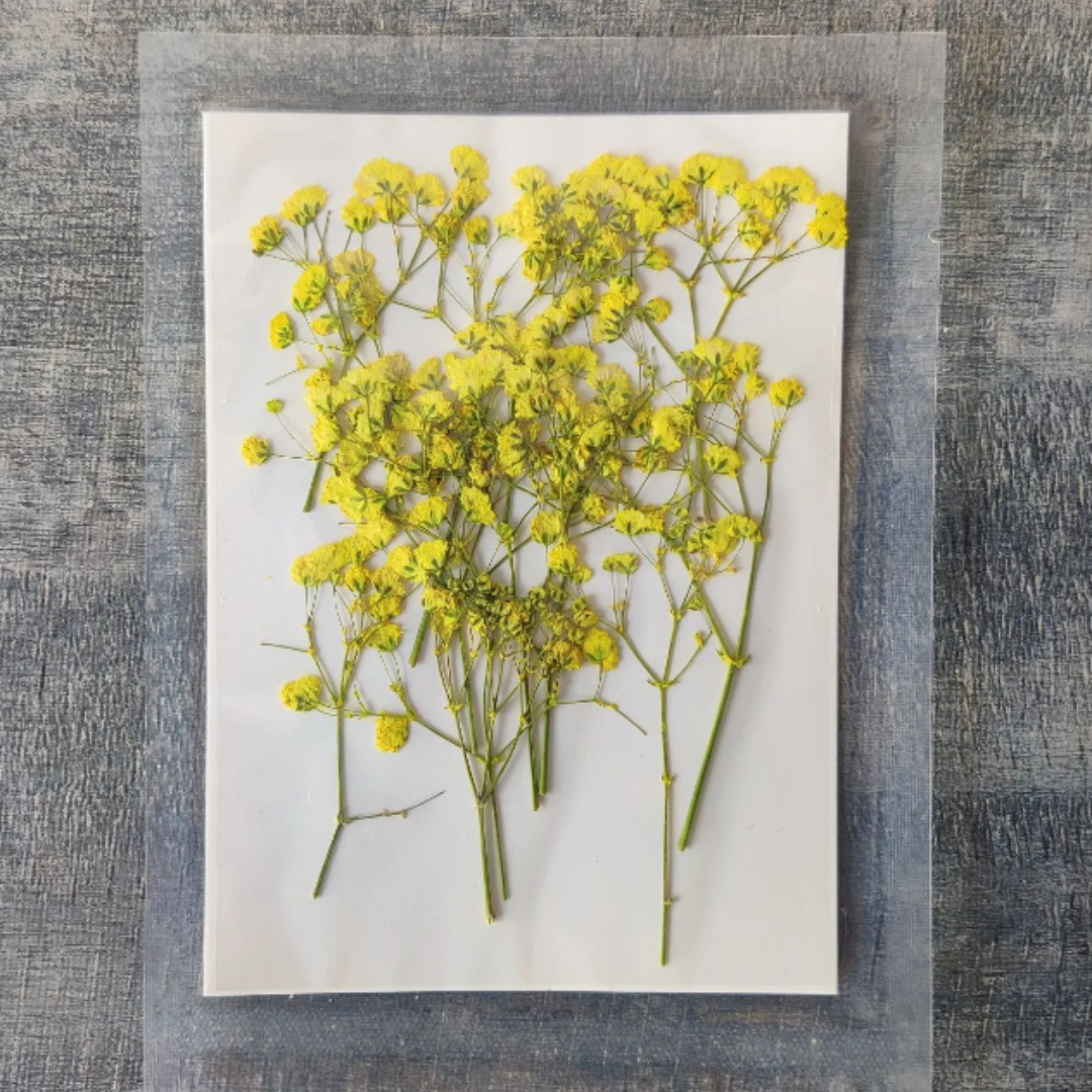 Baby Breath Dry Flower Sheet - Yellow