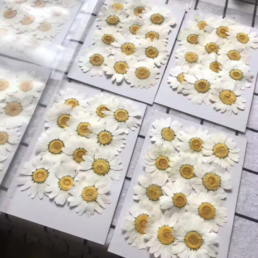Dried Daisy Flower Sheet - White