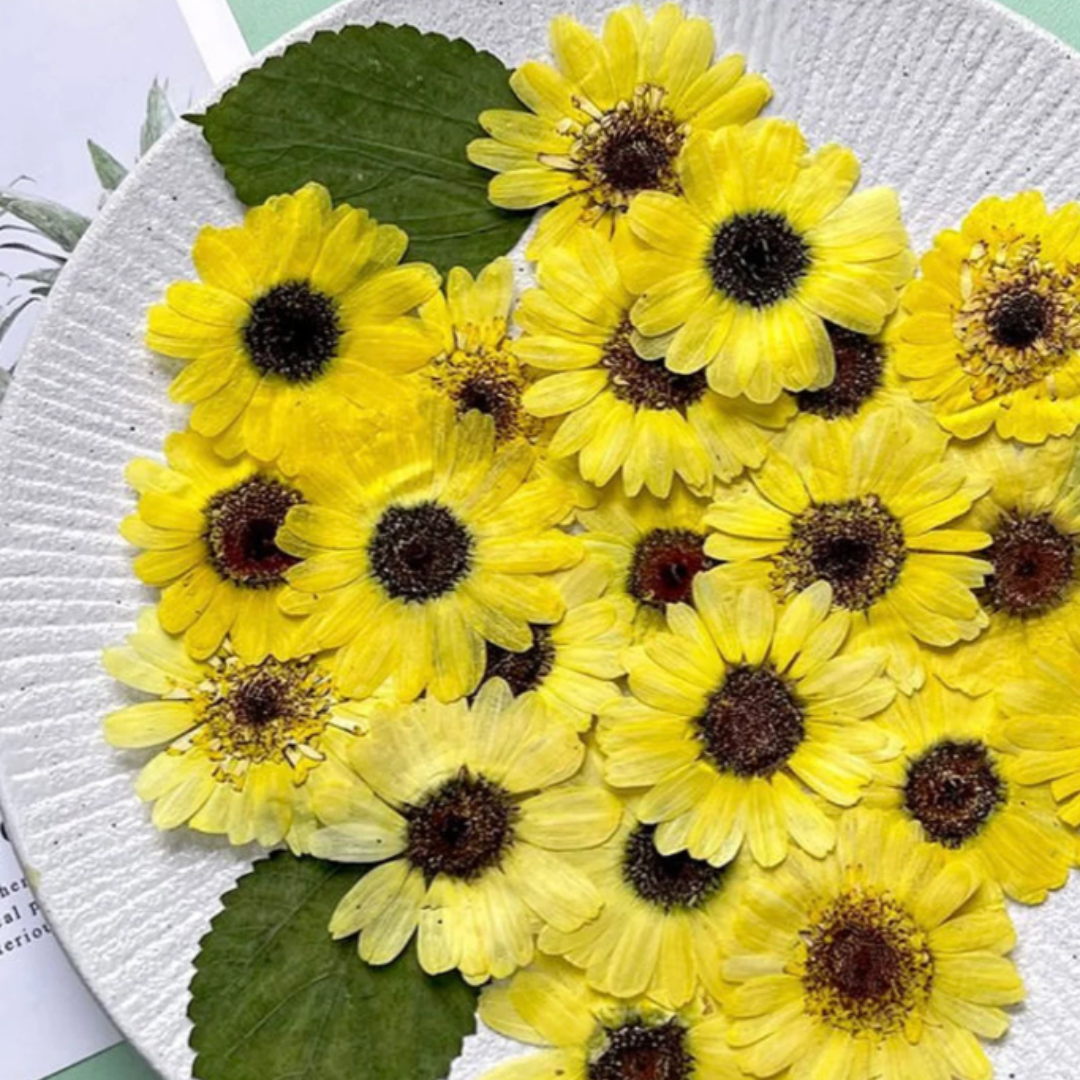 Dried Sun Flower Sheet-12pc pack