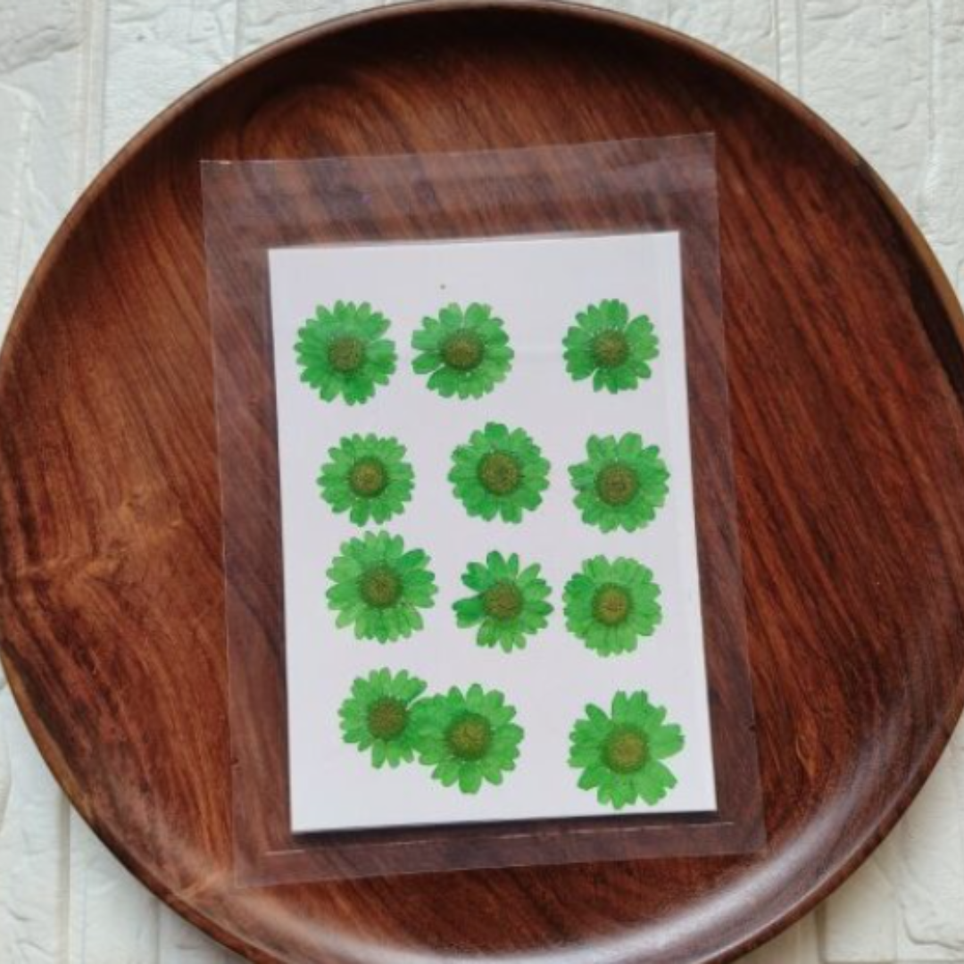 Dried Daisy Flower Sheet - Green