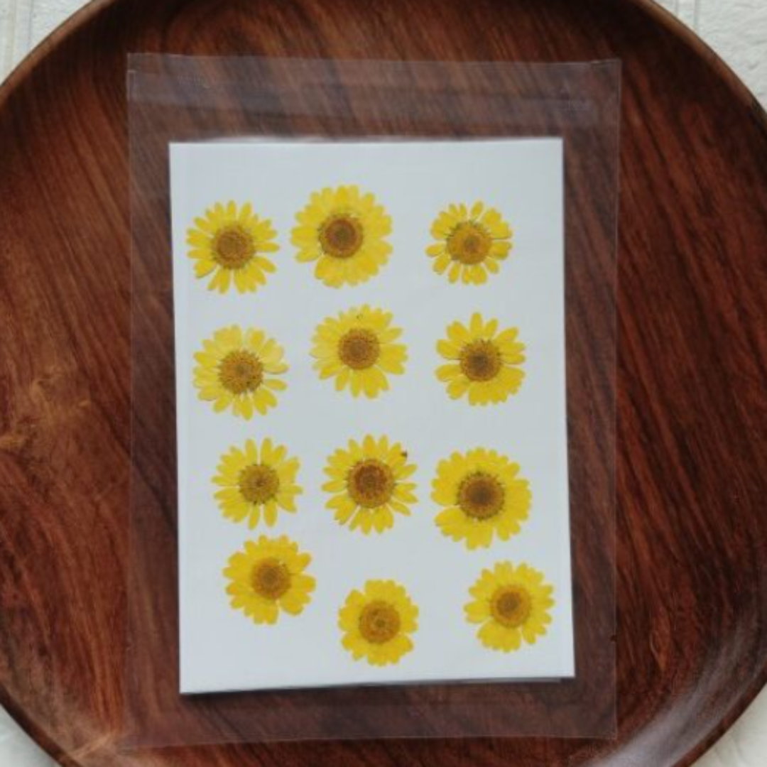 Dried Daisy Flower Sheet - Yellow