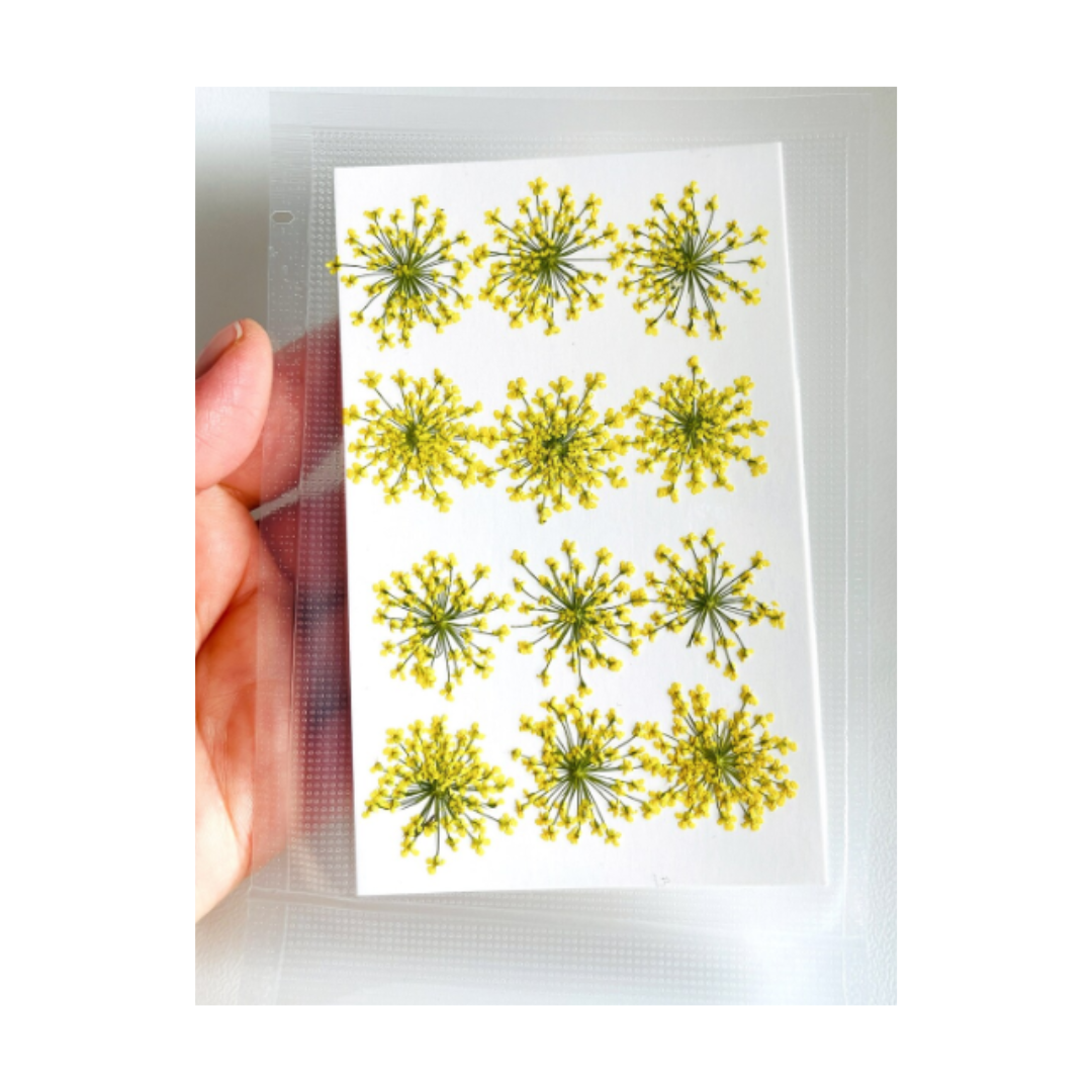 Queen Anne Lace Dry Flower Sheet - Yellow