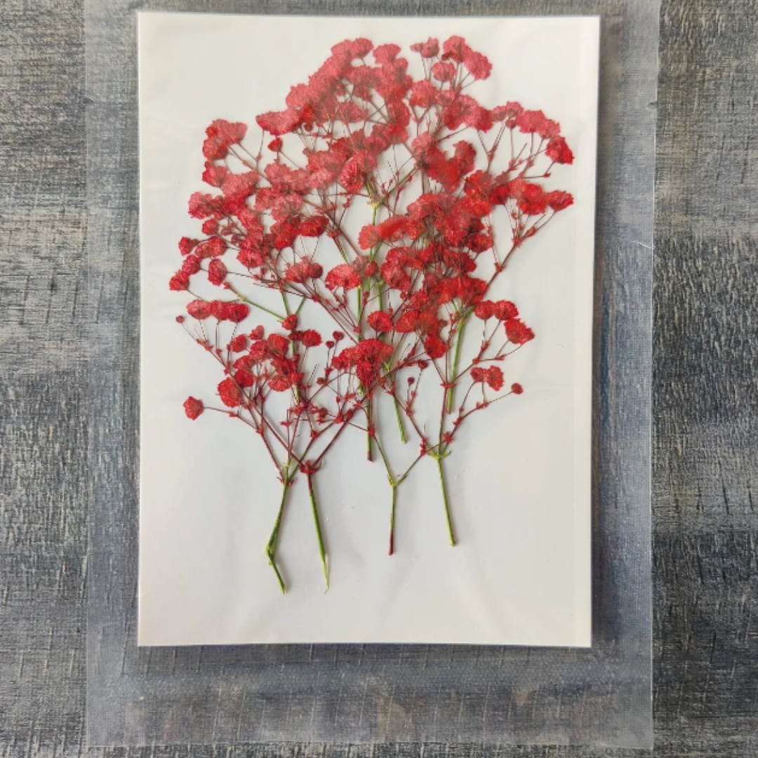 Baby Breath Dry Flower Sheet - Red