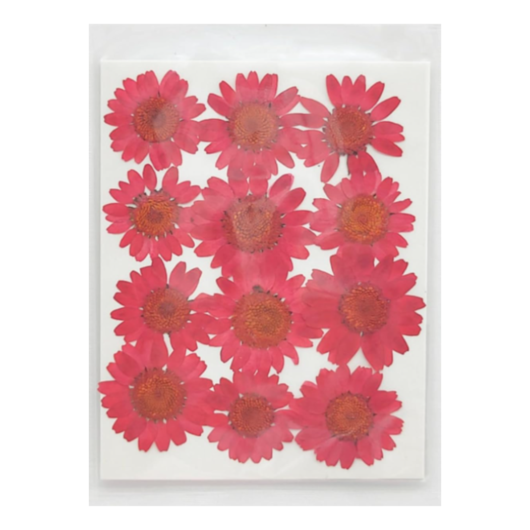 Dried Daisy Flower Sheet - Red