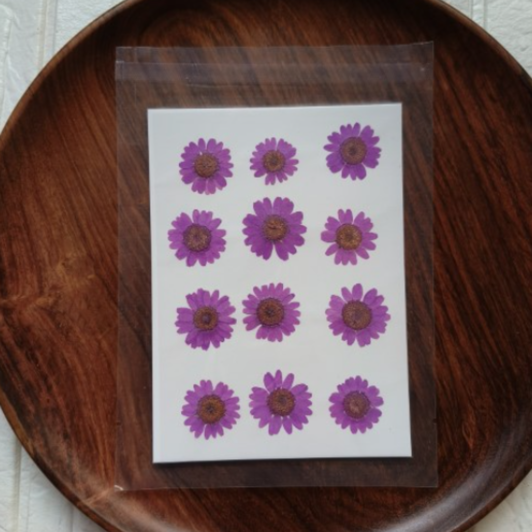 Dried Daisy Flower Sheet - Purple