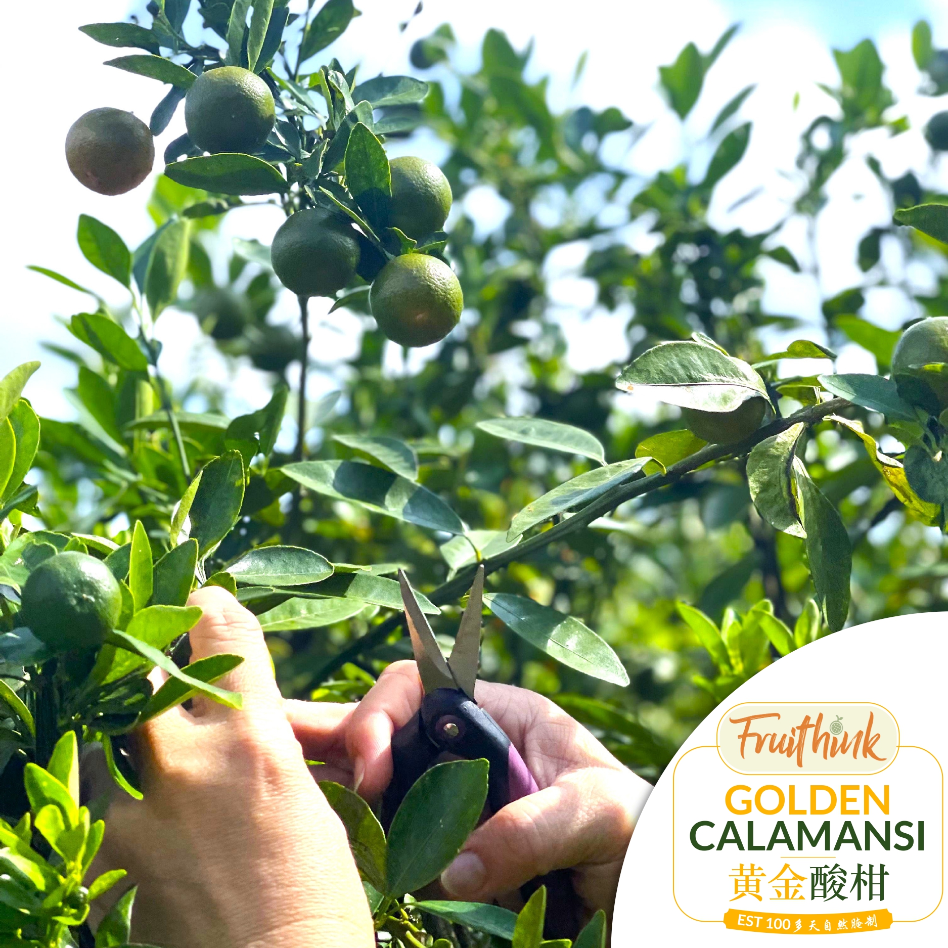 Golden Calamansi   [黄金酸柑]