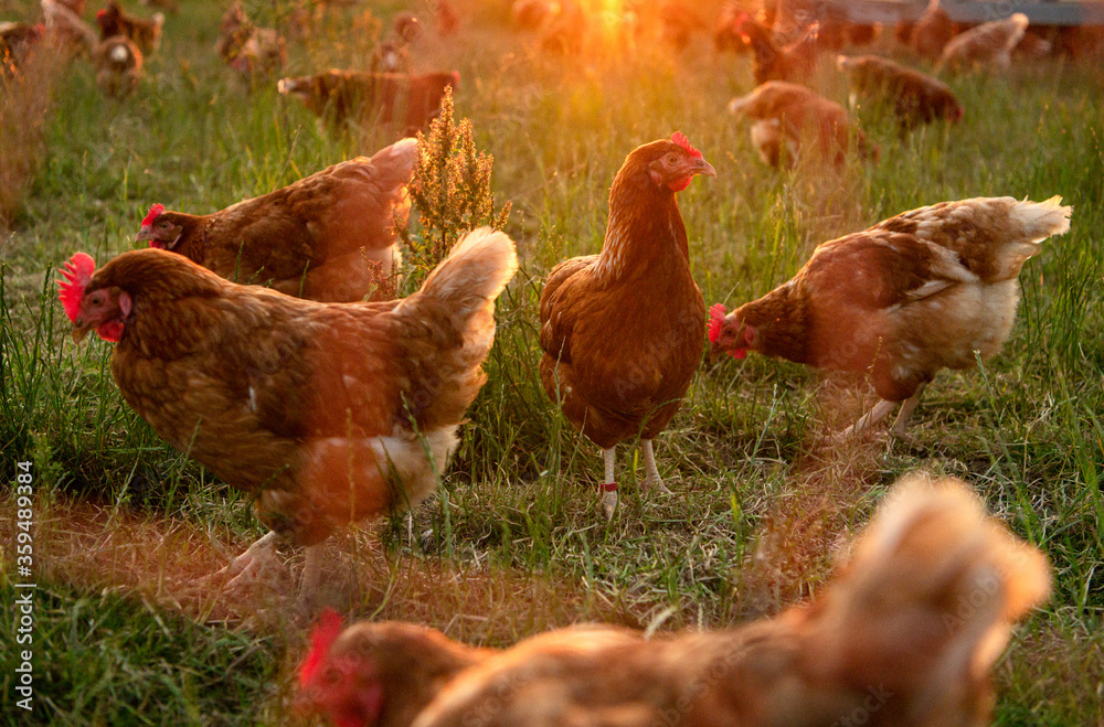 Country Girl Chicken
