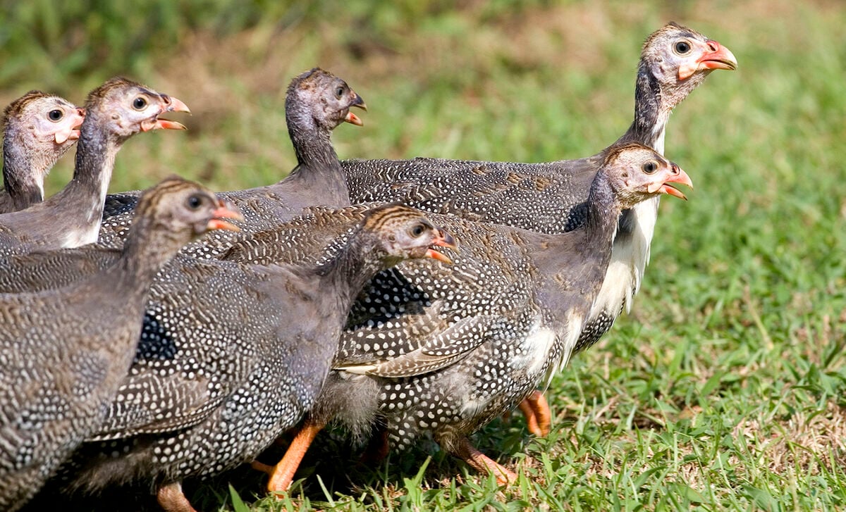 Guinea Fowl