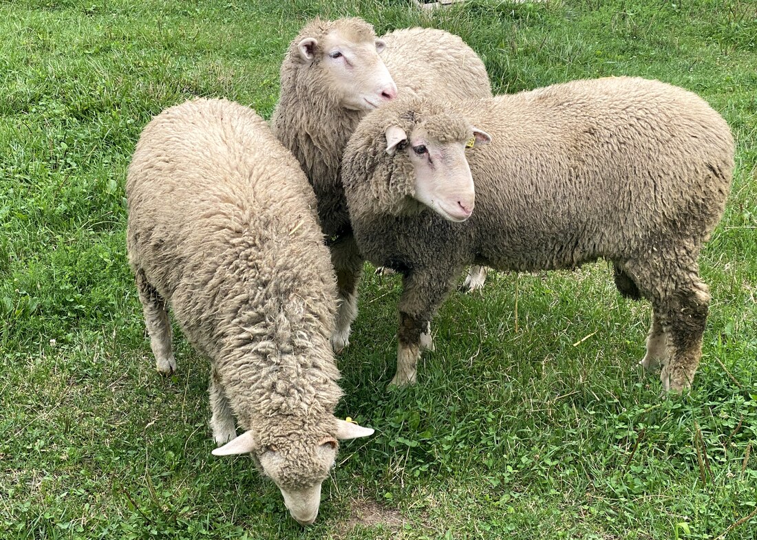 Half Lamb (Side of Lamb) 