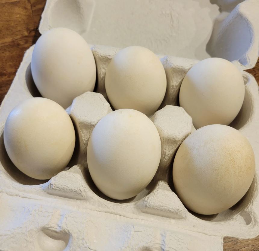 Goose Eggs
