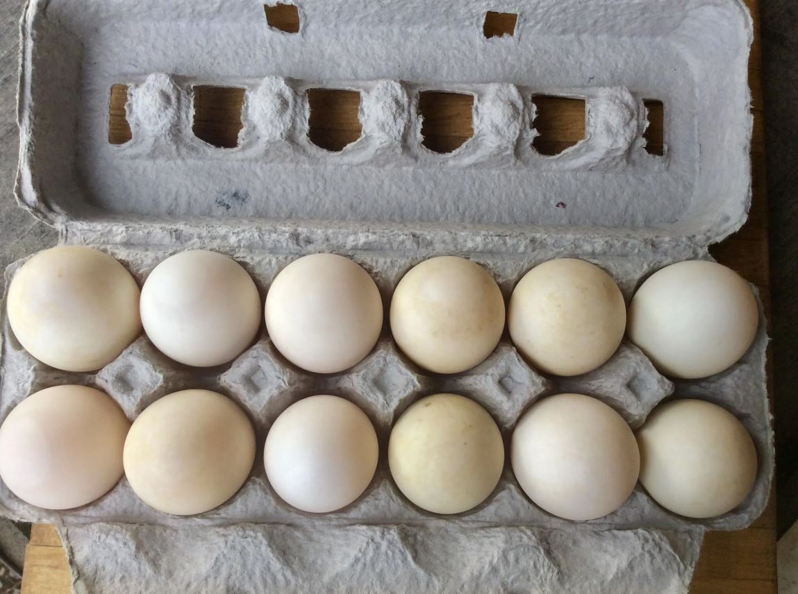 Dozen Fresh Duck Eggs