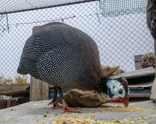 Guinea Hen