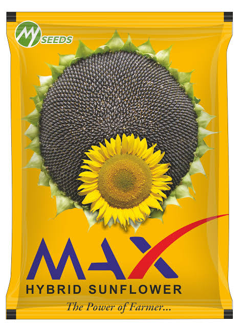 MAX Hybrid Sunflower Seeds