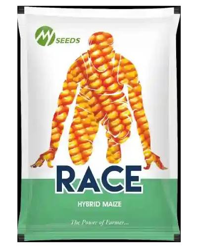 RACE Hybrid Maize Seeds