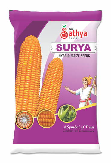 Surya Hybrid Maize Seeds