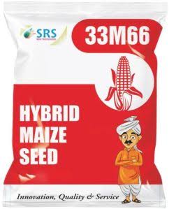 Hybrid Maize Seed 33M66