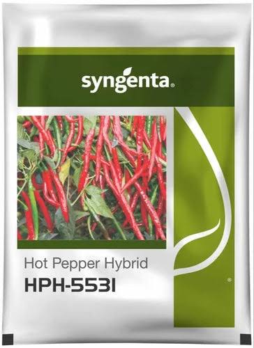 Syngenta  Hot Pepper 5531 Hybrid Seeds