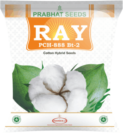 Ray PCH-888 Bt-2 Cotton Hybrid Seeds