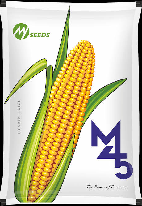 Hybrid Maize Seeds M45