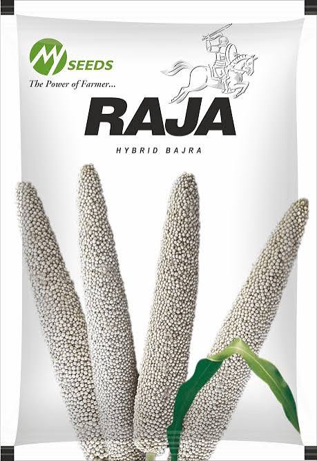 RAJA Hybrid Bajra Seeds
