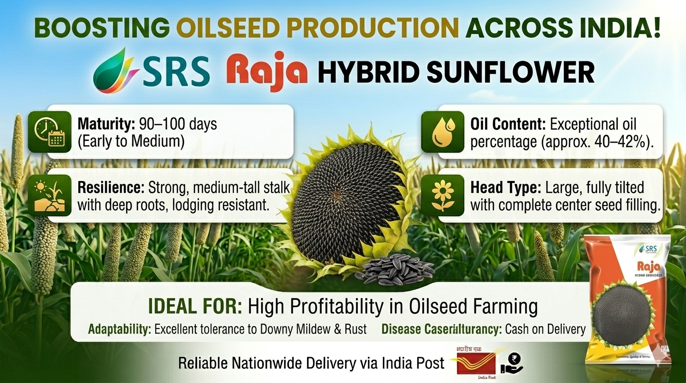 Raja Hybrid Sunflower Seeds