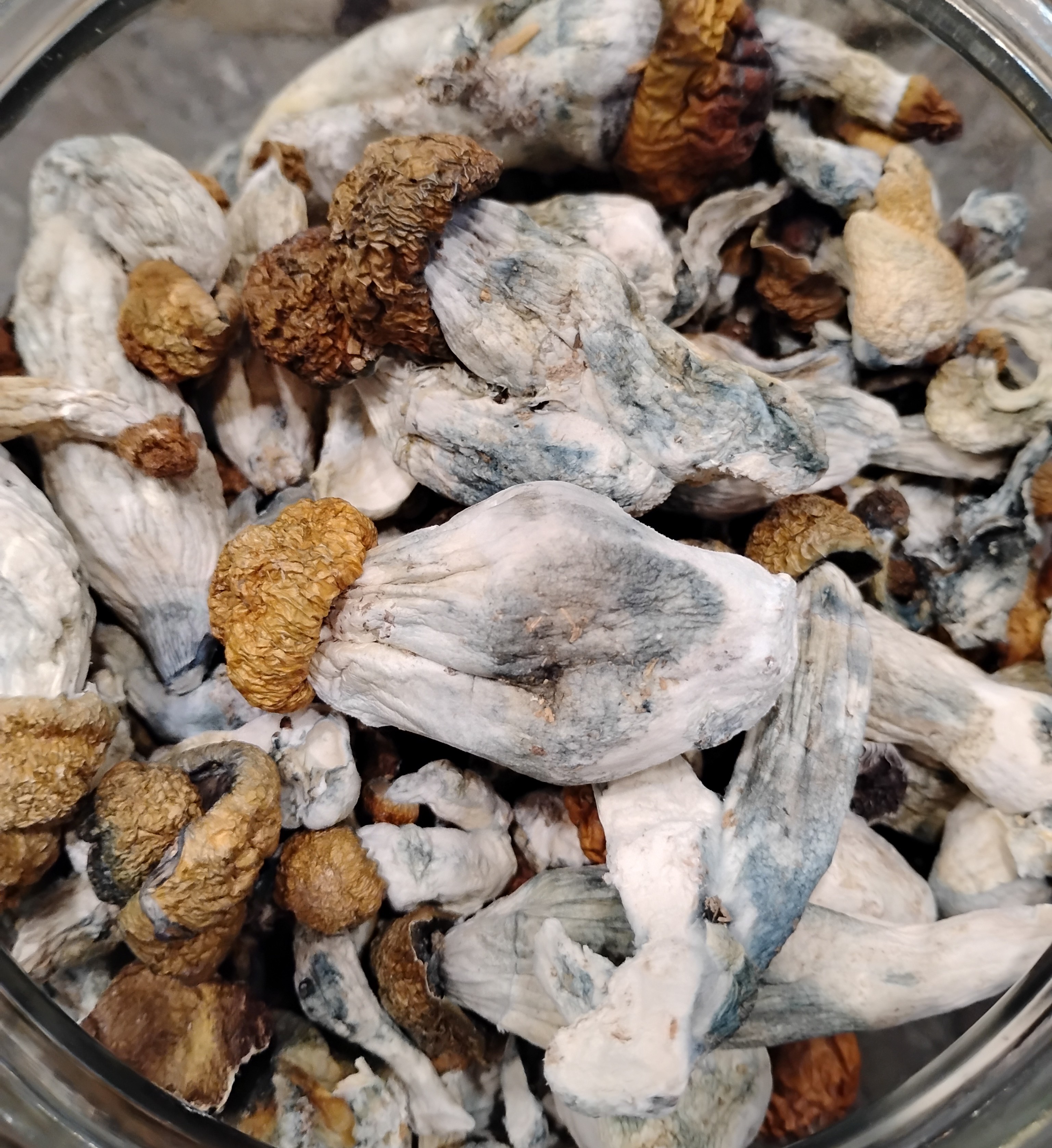 Blue Meanies Mushrooms