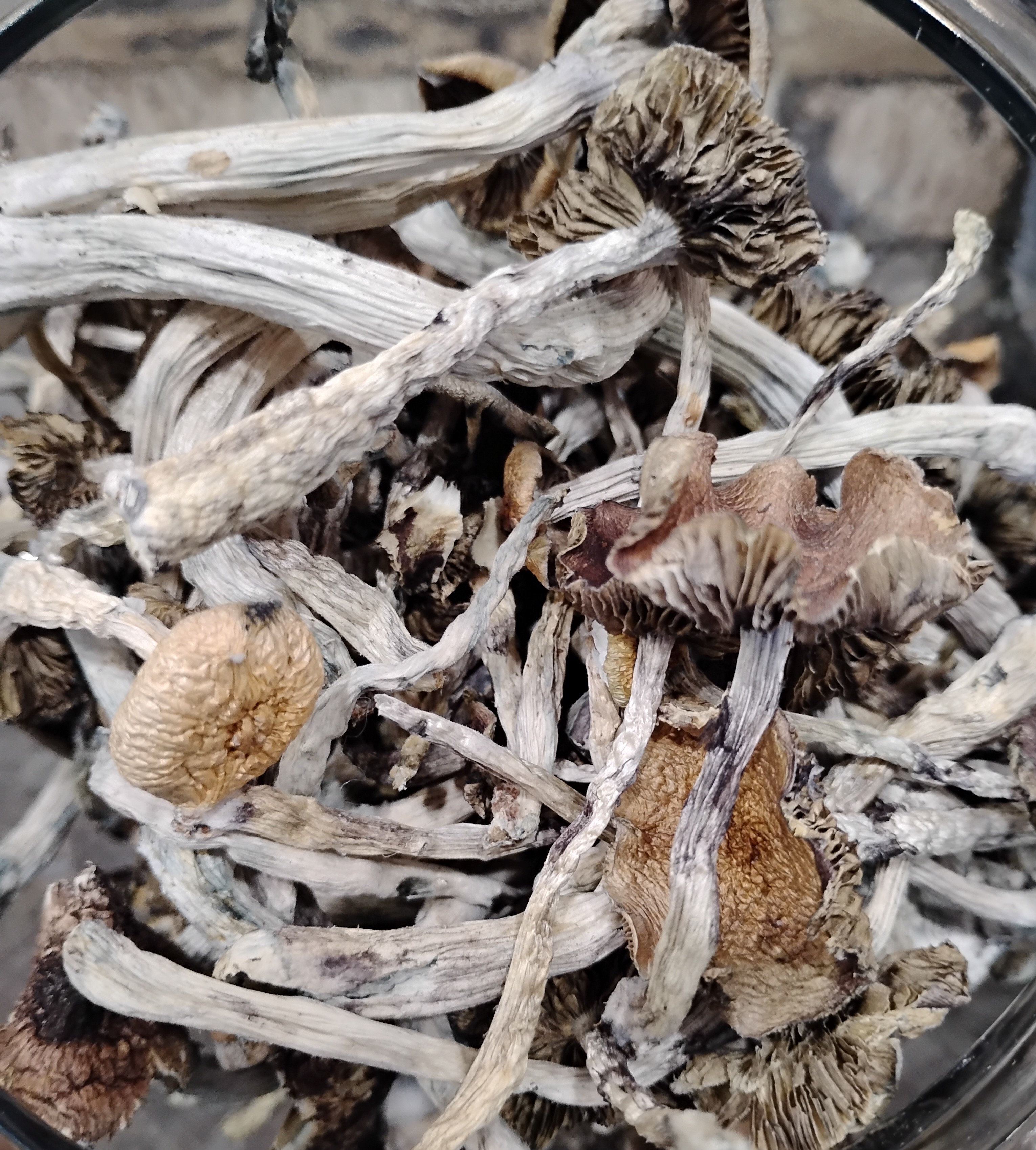 Blue Pulaski Mushrooms