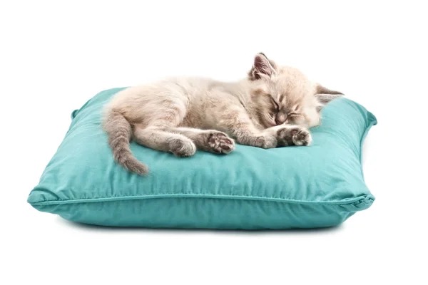 Cozy Pet Pillow