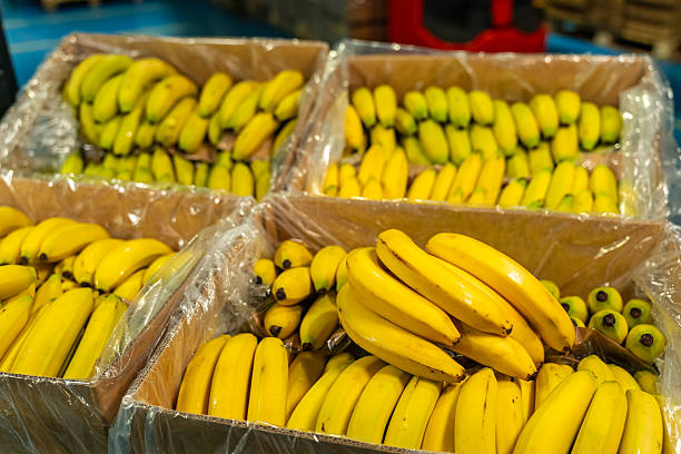 Banana Bulk Boxes 18kg Umbhaba Estates