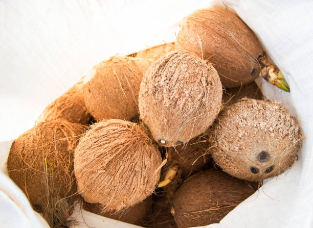 Island Coconuts Small x2 Sock