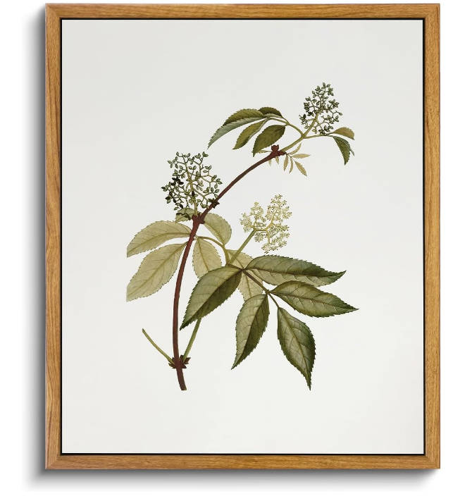 VIYYIEA Vintage Framed Canvas Wall Art Prints, Sambucus Racemosa Botanical Plant Bathroom Art Painting, Rustic Farmhouse Plant Pictures for Bedroom Living Room Bathroom, 9"x11"