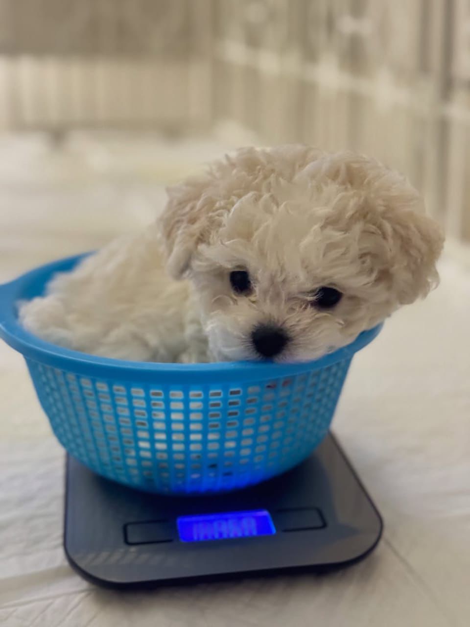 Sara Cucciolo Maltese