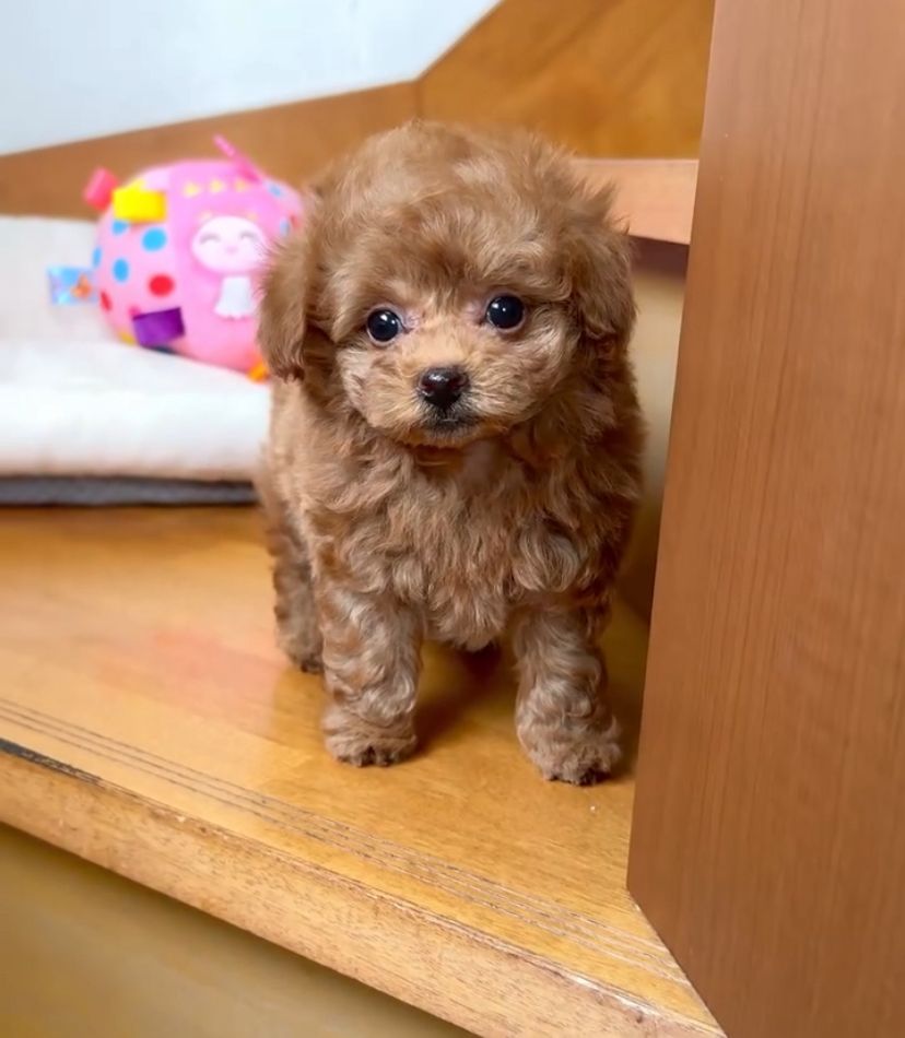 Pedri Maschio Cucciolo di barboncino toy