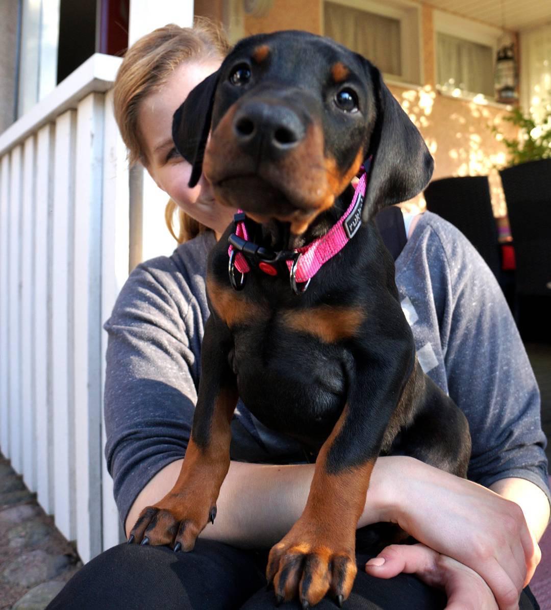 Lara Cucciolo di Dobermann