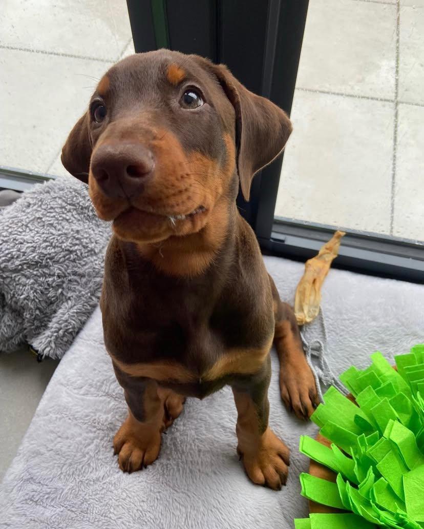 Rugz Cucciolo di Dobermann