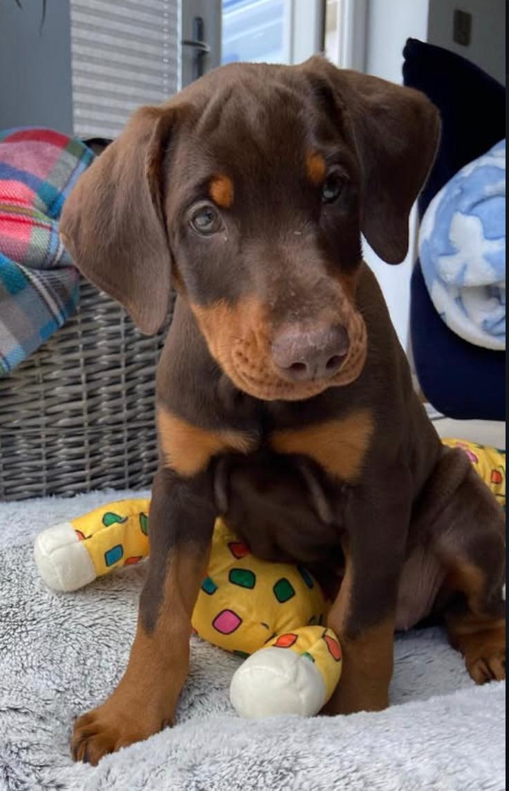 Kecy Cucciolo di Dobermann