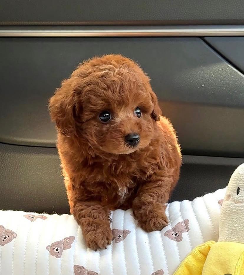 Lucas Maschio Cucciolo di Barboncino Toy