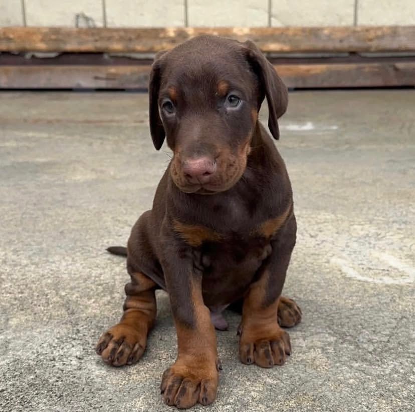Leroy Cucciolo Dobermann
