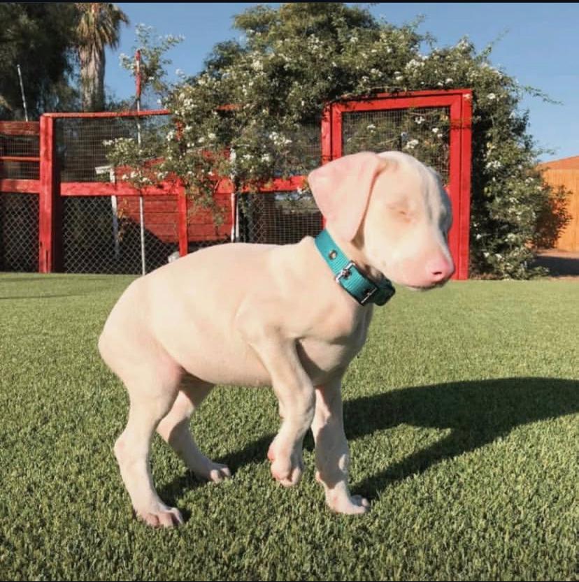 Davi Cucciolo di Dobermann Albino