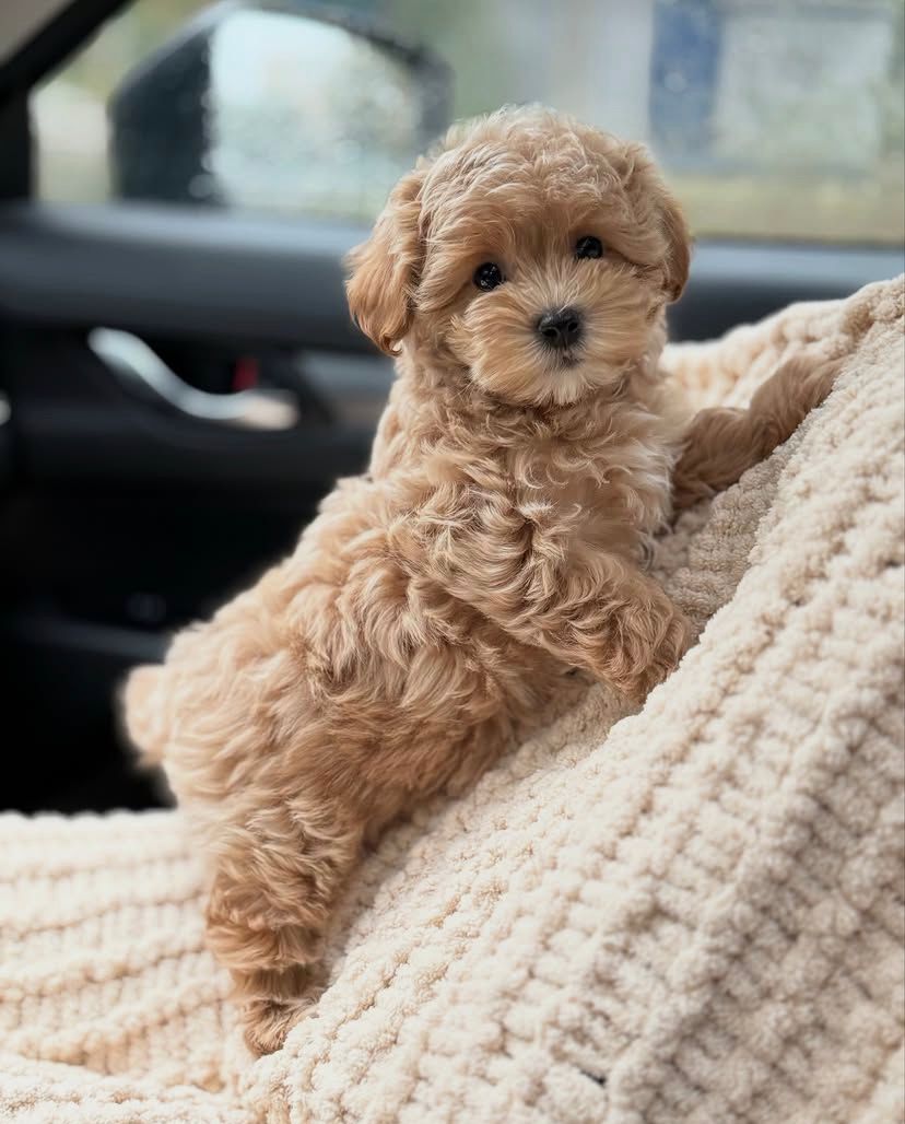 Patrice Cucciolo Maltipoo