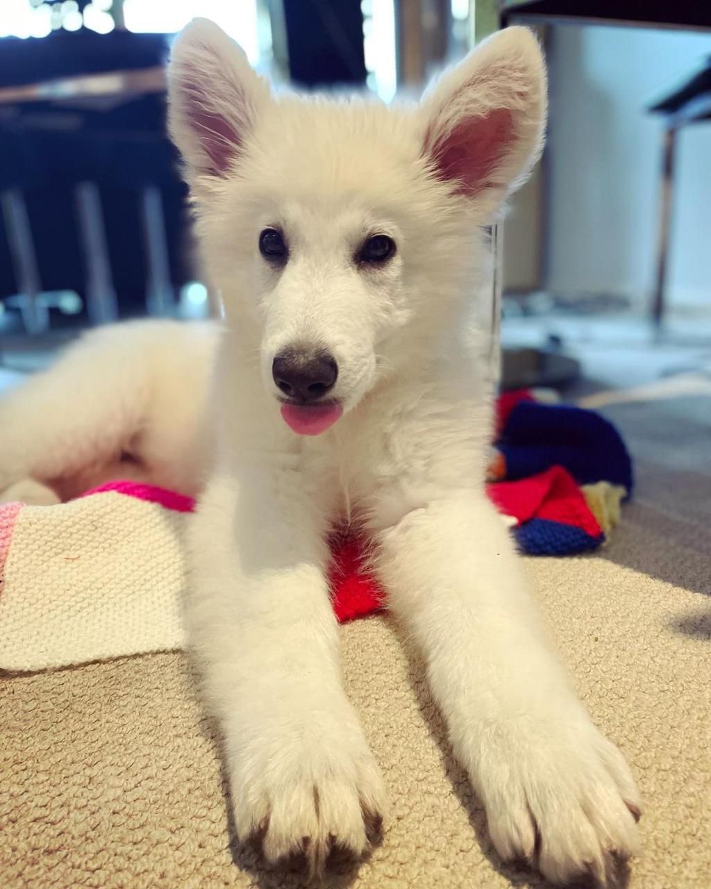 Jacky Cucciolo di Pastore  Bianco