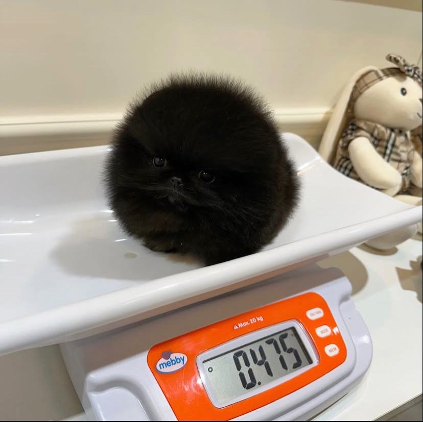 Bob Cucciolo di Pomerania Nero