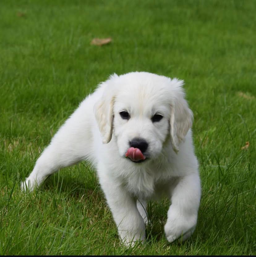 Balou Cucciolo di Golden Retriever