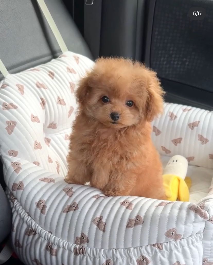 Tali, femmina Cucciolo Barboncino Toy