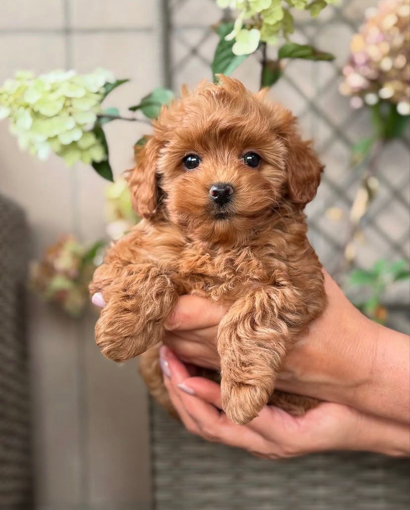 Como Cucciolo Maltipoo
