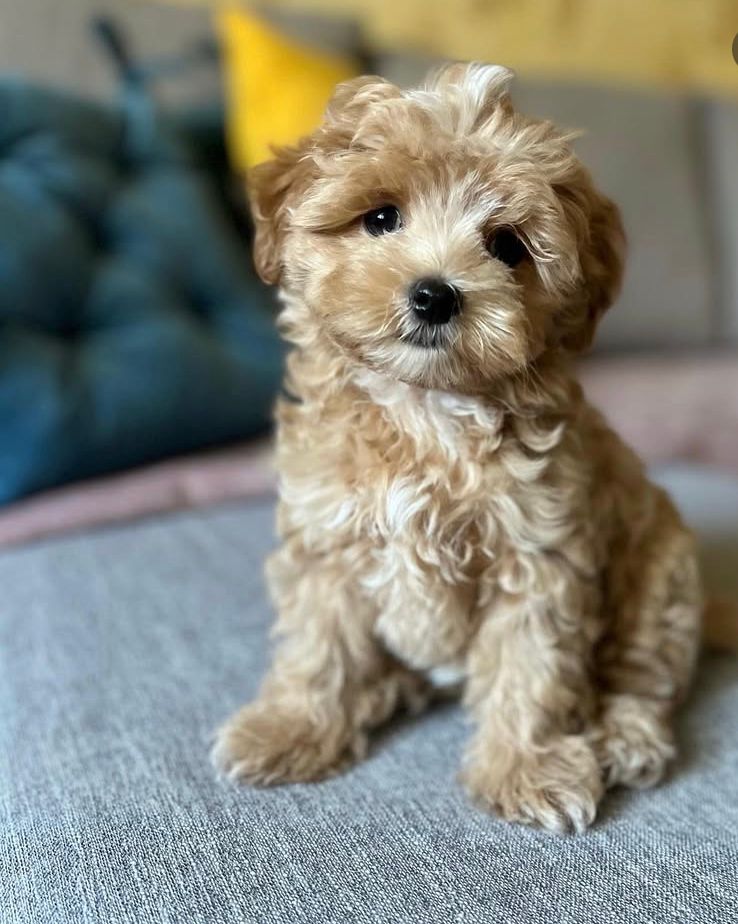 Laura Cucciolo Maltipoo