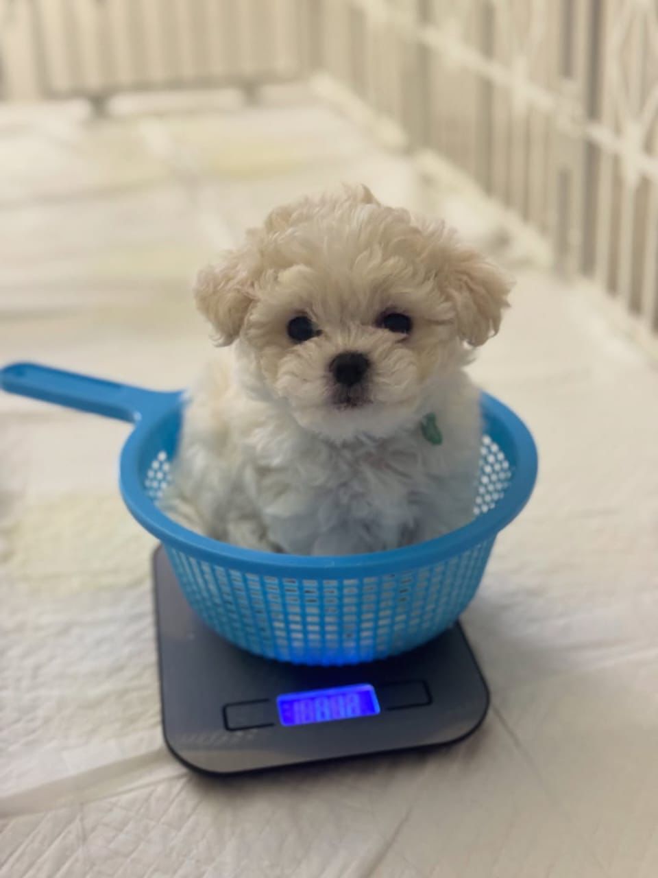 Pirlo Cucciolo Maltese Mini 